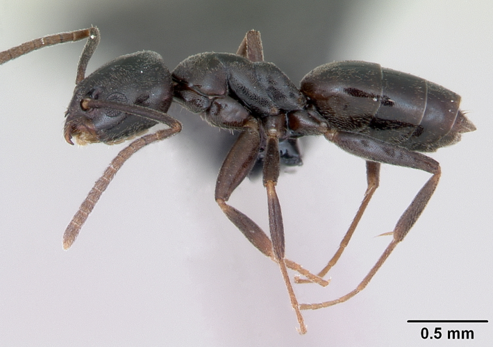 Tapinoma erraticum casent0173199 profile 1.jpg &copy; April Nobile