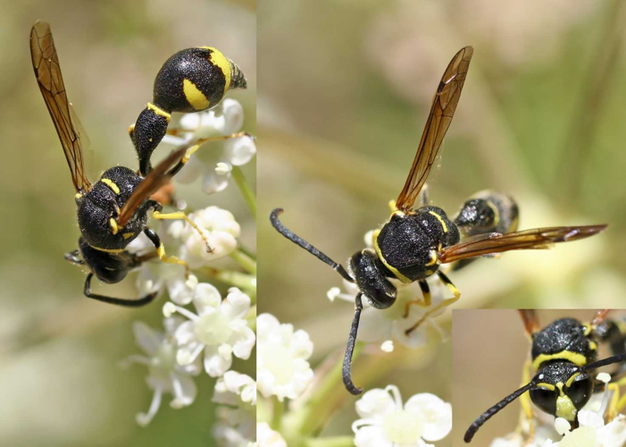 Eumenes pomiformis01.jpg &copy; Commons