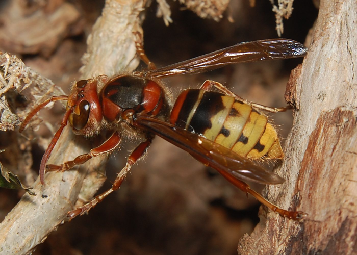 Vespa crabro 80708.jpg &copy; Accipiter (R. Altenkamp, Berlin)