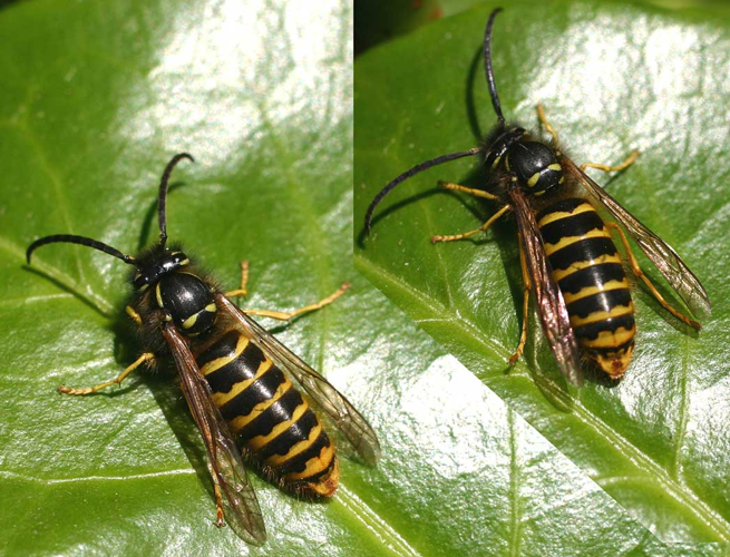 Dolichovespula media01.jpg &copy; Commons