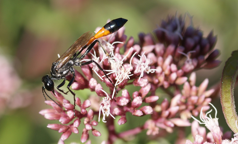 Sand Wasp Ammophila sabulosa on Hemp Agrimony Eupatorium cannabinum.JPG &copy; Chiswick Chap
