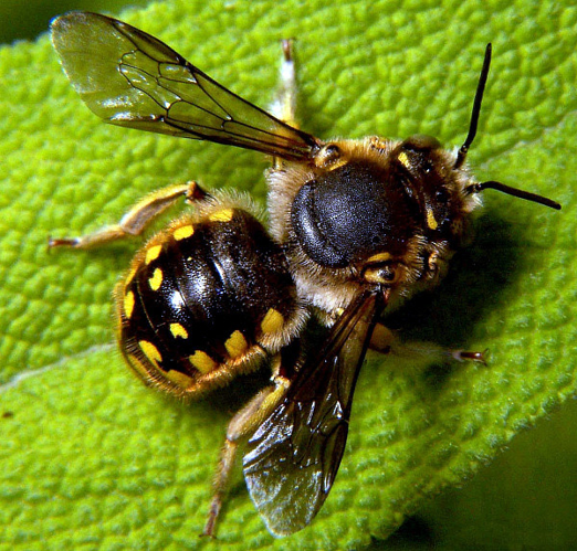 Anthidium manicatum male.jpg &copy; Bruce Marlin