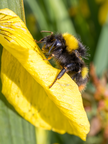 Bourdon des prés sur un ris jaune.jpg &copy; JackyM59