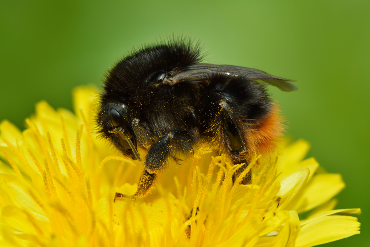 Bombus ruderarius - Taraxacum officinale - Keila.jpg &copy; Ivar Leidus