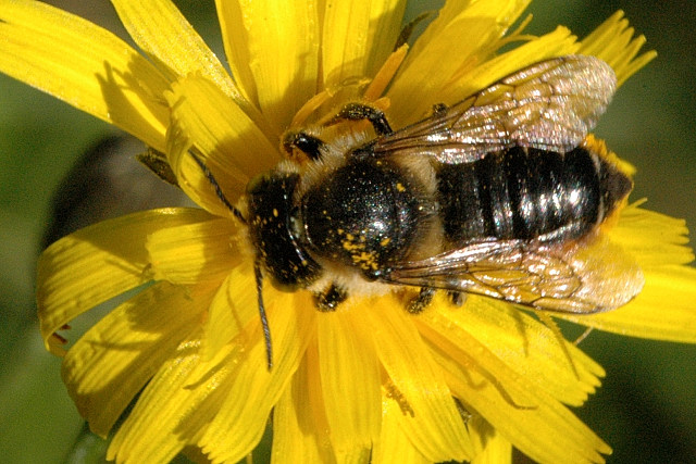 Megachile.centuncularis.-.lindsey.jpg &copy; James K. Lindsey