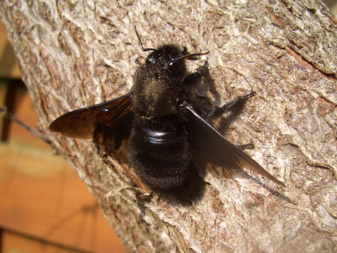 Abeille charpentiere 1024.jpg &copy; SeeSchloss
