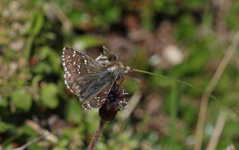 Pyrgusandromedae.jpg &copy; ChrisMoWiki
