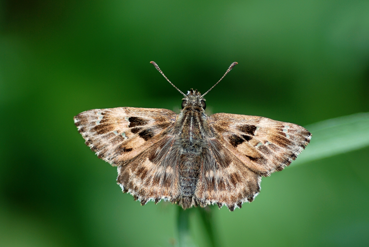 Carcharodus alceae.jpg &copy; Gilles San Martin