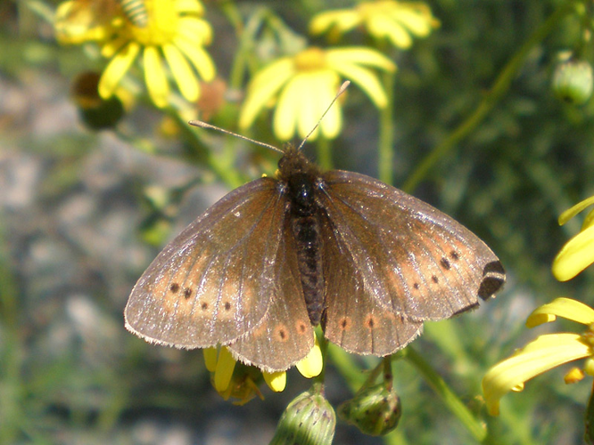 Erebia epiphron anvers.jpg &copy; Joan Carles Hinojosa Galisteo