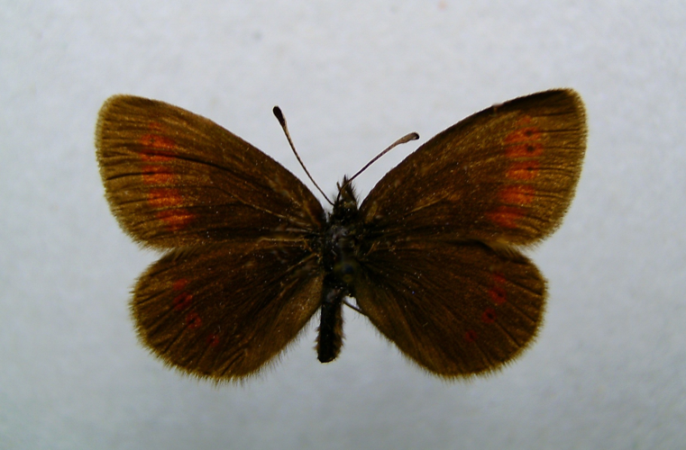 Erebia melampus.jpg &copy; Dumi