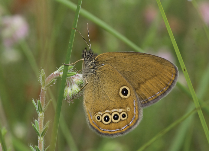 Coenonympha oedippus - Nature Conservation-001-073-g034.jpg &copy; Kars Veling