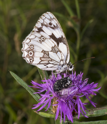 Melanargia galathea MHNT ventre.jpg &copy; Didier Descouens