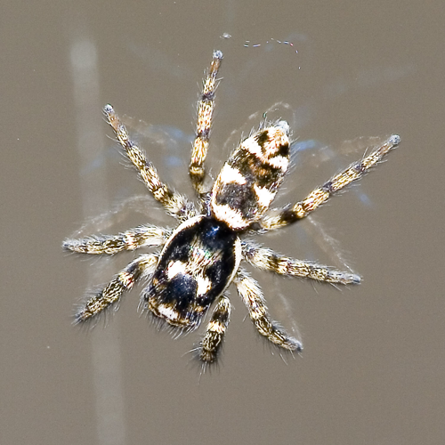 Salticus.scenicus.6916.jpg &copy; Olei