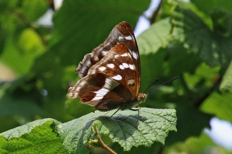 Purple emperor (Apatura iris) female.jpg &copy; Charles J. Sharp