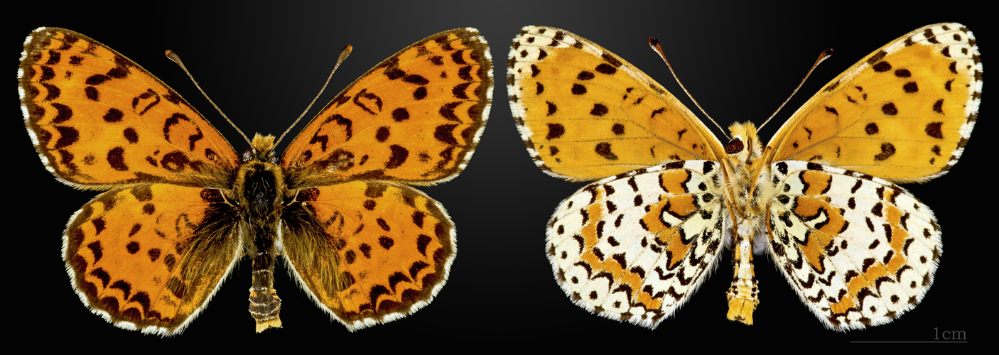 Melitaea didyma MHNT CUT 2013 3 26 male Cahors.jpg &copy; Didier Descouens
