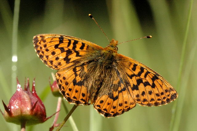 Boloria.aquilonaris.1.jpg &copy; James K. Lindsey