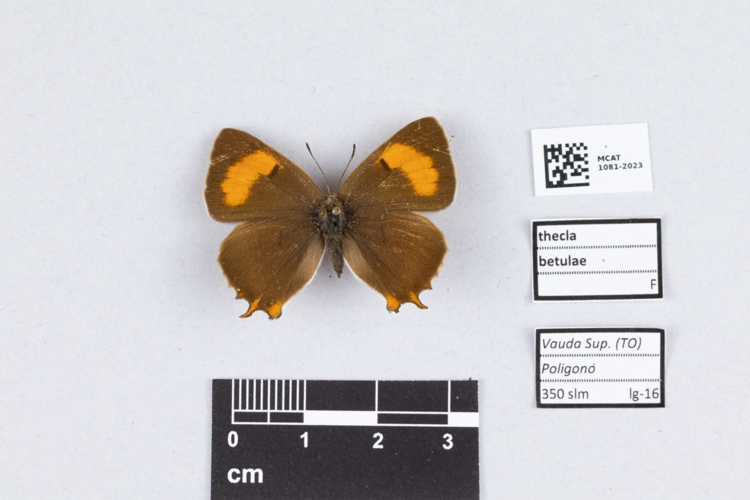 Thecla betulae - Museo Tazzetti 1081-2023.jpg &copy; Lfavretto