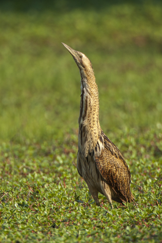 Eurasian Bittern - Torrile - Italy 4528 (15409347121).jpg &copy; Francesco Veronesi from Italy
