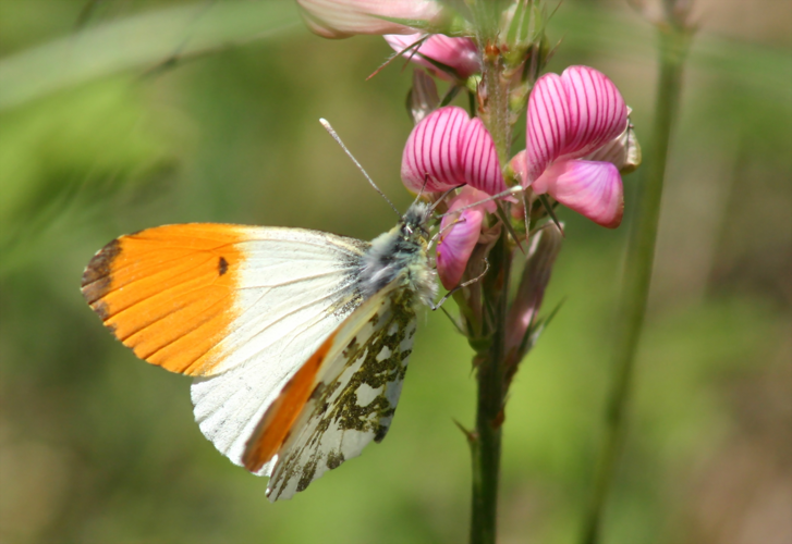 AnthocharisCardamines 2002Z.jpg &copy; Commons
