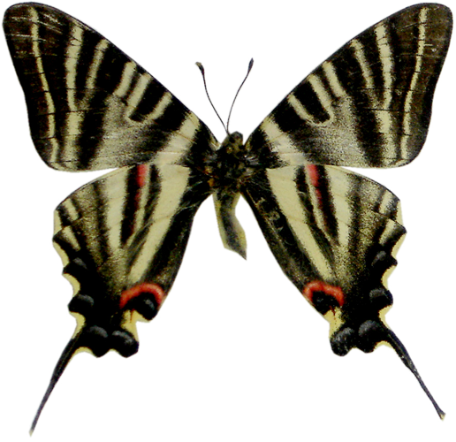 Iphiclides podalirinus MV.jpg &copy; Mikaël Vareillas