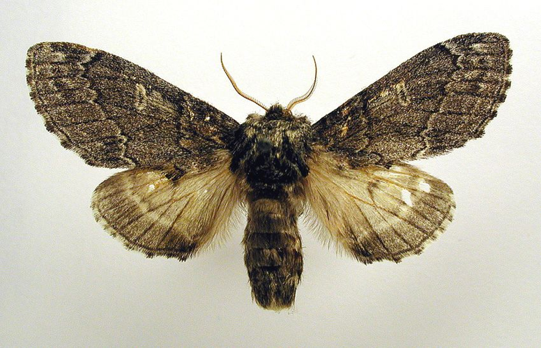 Notodonta torva.jpg &copy; M. Virtala