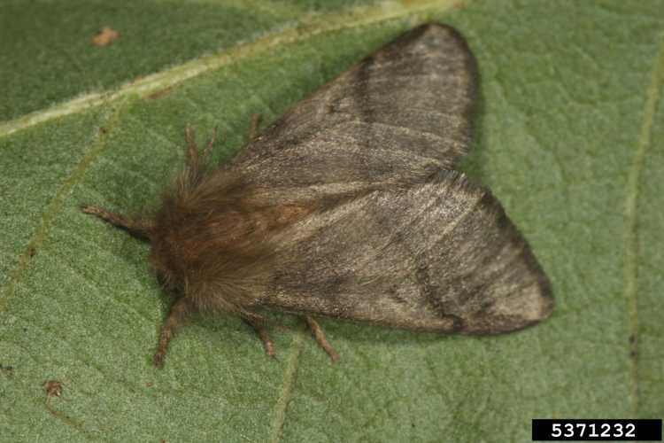 Thaumetopoea processionea01.jpg &copy; Gyorgy Csoka, Hungary Forest Research Institute, Bugwood.org