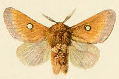 British and European butterflies and moths (Macrolepidoptera) (Plate XX) (6466298039) Eriogaster catax.jpg &copy; Deuchert, H.; Kappel, August Wilhelm.; Kirby, William Egmont.; Slocombe, Shirley.
