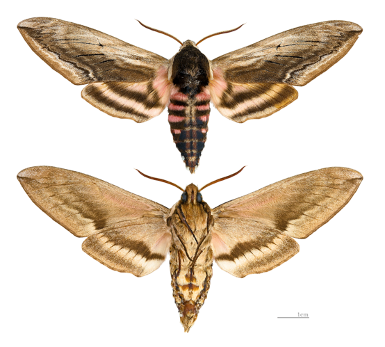 Sphinx ligustri MHNT male.jpg &copy; Didier Descouens