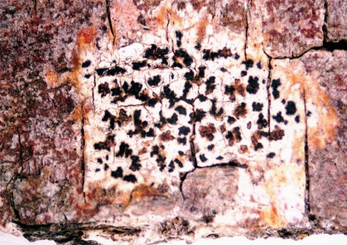 Arthonia radiata.jpg &copy; Ed Uebel