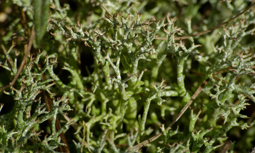 Lichen (Cladonia rangiformis) (8578842494).jpg &copy; Bernard DUPONT from FRANCE