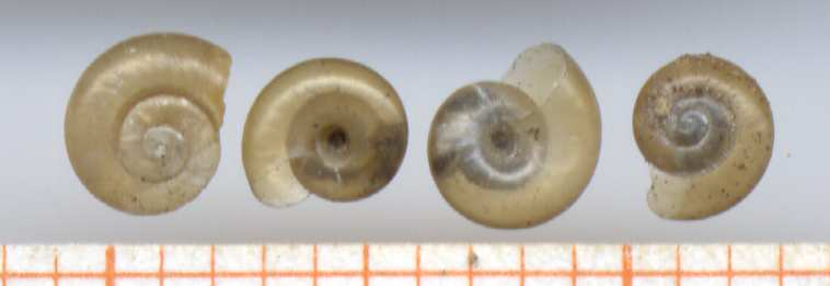 Aegopinella-pura 03.jpg &copy; Francisco Welter-Schultes permission
