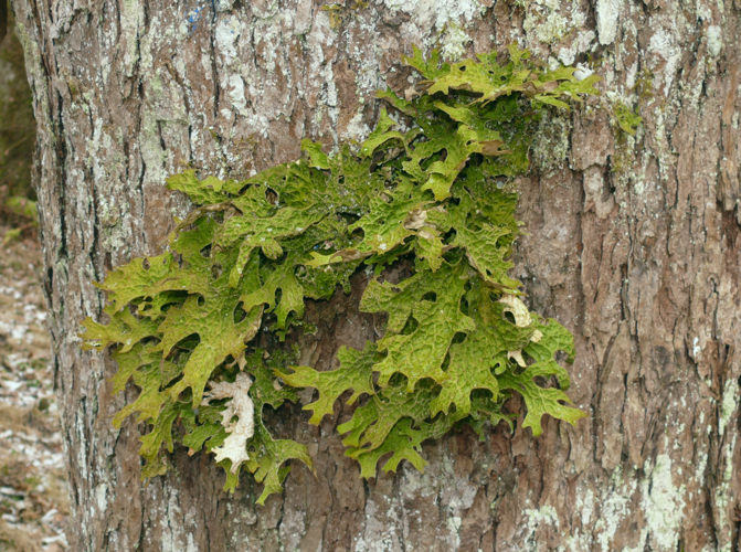 Lobaria pulmonaria 010108c.jpg &copy; Bernd Haynold