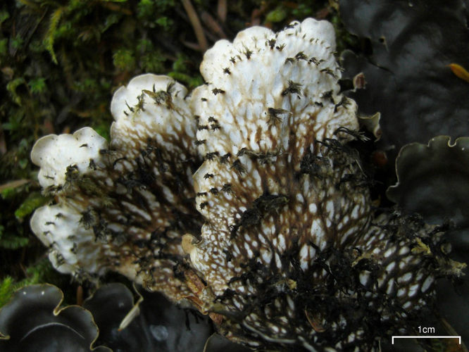 Peltigera horizontalis 2 4 (4037099005).jpg &copy; Jason Hollinger