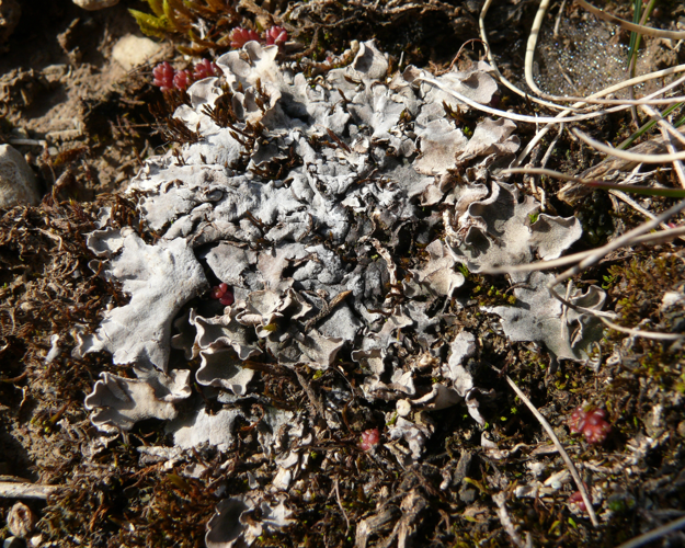 Peltigera rufescens 300308.jpg &copy; Bernd Haynold