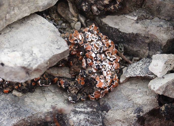 Psora decipiens 300406.jpg &copy; Bernd Haynold