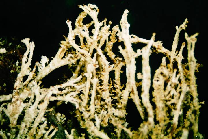 Cladonia squamosa-4.jpg &copy; Ed Uebel