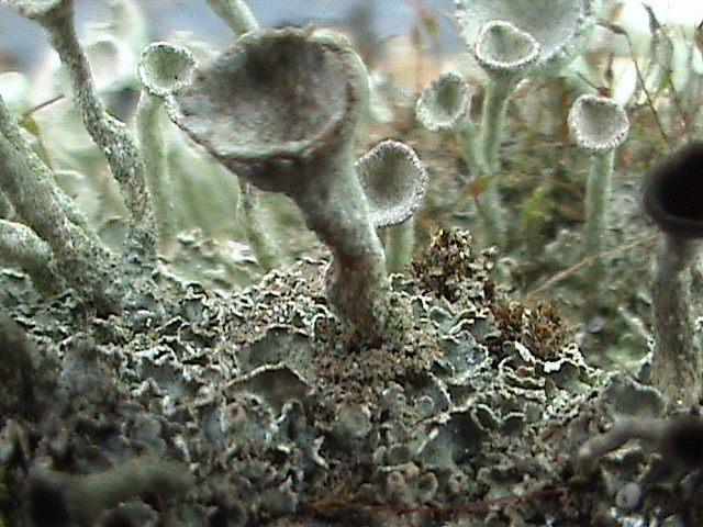 Cladonia fimbrata (6).jpg &copy; Mareike Hummert (Kampfzwerg:-))