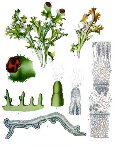 Cetraria islandica - Köhler–s Medizinal-Pflanzen-032.jpg &copy; Franz Eugen Köhler, Köhler's Medizinal-Pflanzen