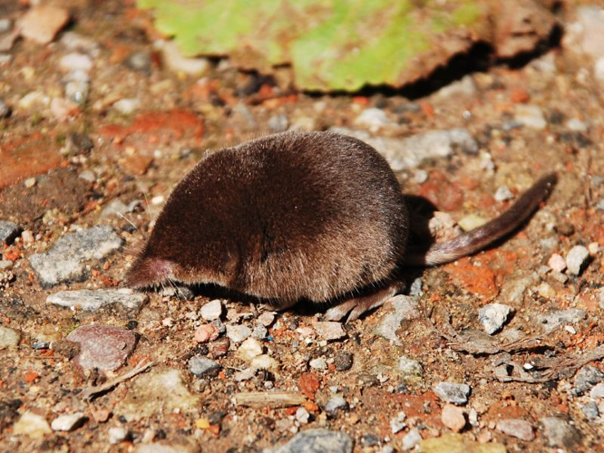 Sorex minutus.jpg &copy; Importé sur Commons par Salix. Sur Flikr par Polandeze