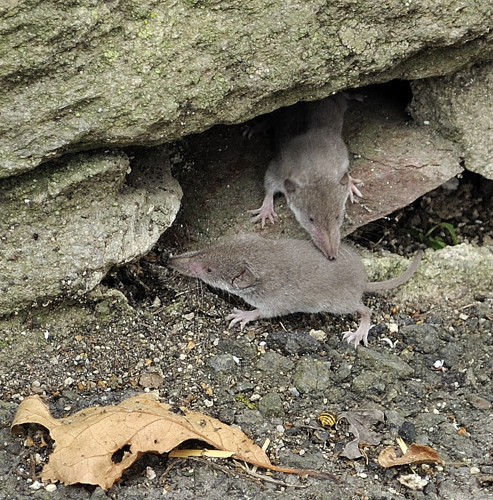 WLMMH (DerHexer) 022.jpg &copy; DerHexer, Wikimedia Commons