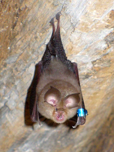 Bat(20070605).jpg &copy; Lylambda (lylambda@gmail.com)