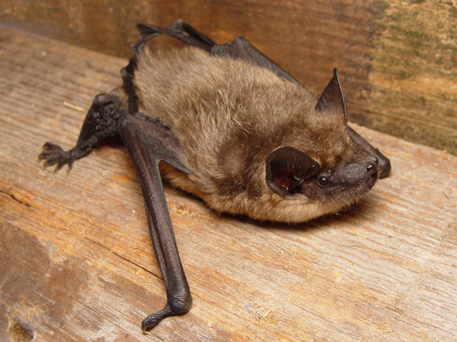 Eptesicus serotinus.jpg &copy; Mnolf