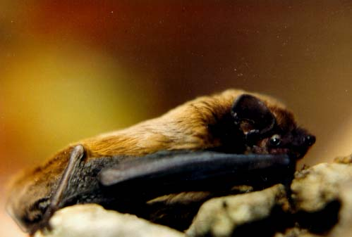 Nyctalus leisleri.jpg &copy; Manuel Werner, Nürtingen, AG Fledermausschutz Baden-Württemberg
