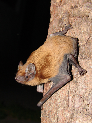 Nyctalus noctula.jpg &copy; Mnolf