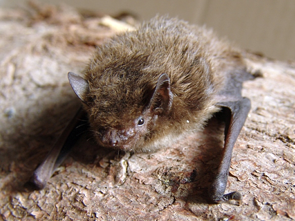Pipistrellus nathusii.jpg &copy; Mnolf