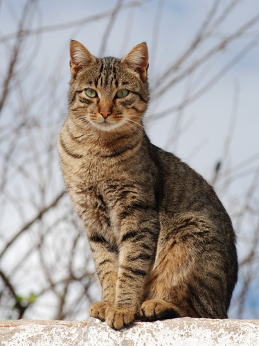 Cat November 2010-1a.jpg &copy; Alvesgaspar