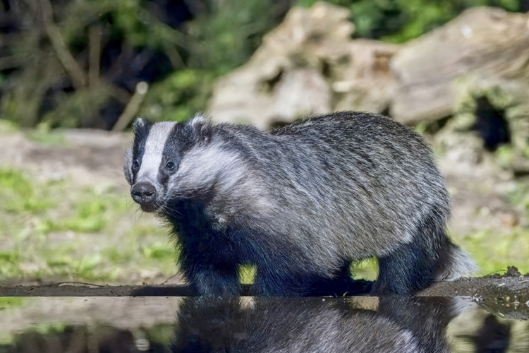 European badger (Meles meles taxus) Drenthe.jpg &copy; Charles J. Sharp