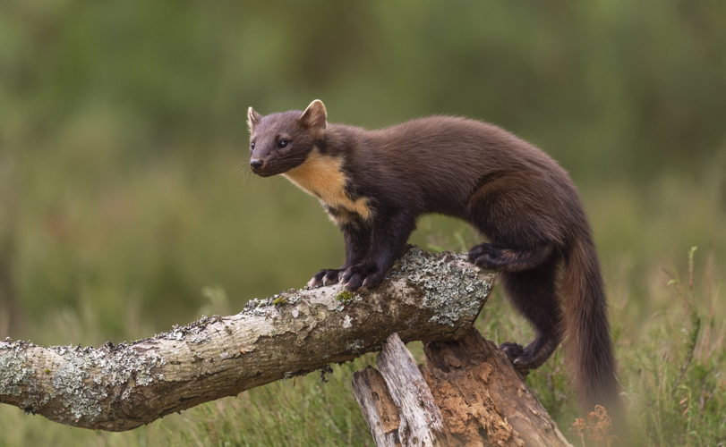 Pine Marten (48173751702).jpg &copy; caroline legg