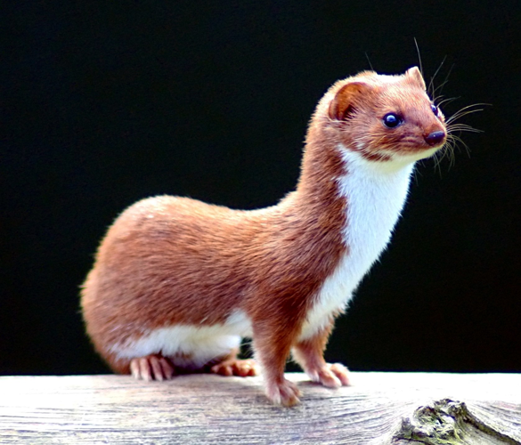 Mustela nivalis -British Wildlife Centre-4.jpg &copy; Keven Law