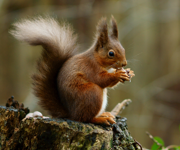 Squirrel posing.jpg &copy; Peter Trimming